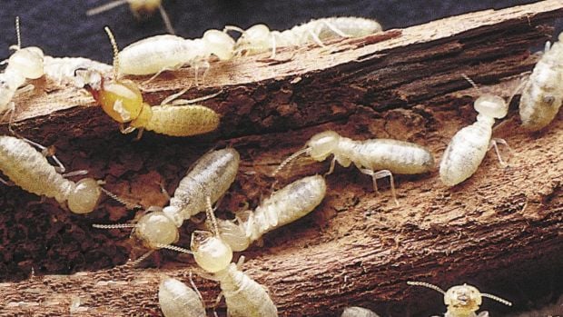 termite Attacks
