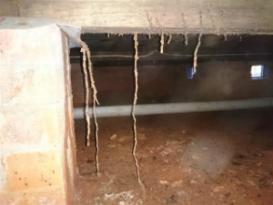Termite mudding tracking up and down the piers and frames