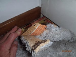 Termite mud on the underside off the carpet