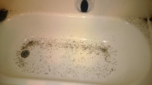 Termites dead in bathtub after termite flight