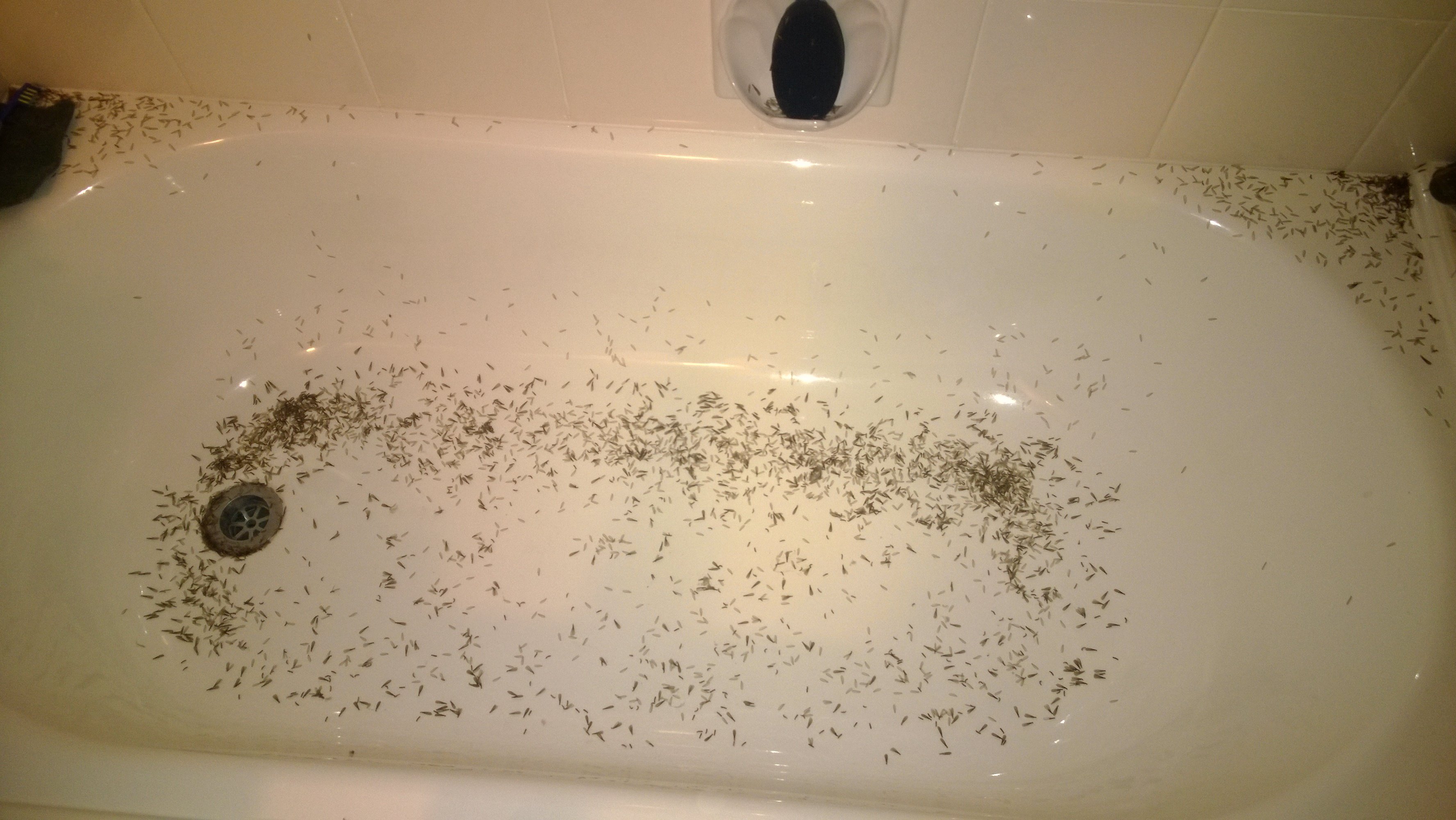 termites inside house