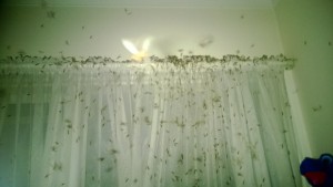 Swarms of termites invading a house from which they have come through an internal wall as part of a termite flight