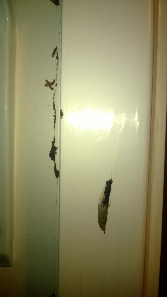 Termites breaking through a wall during a termite flight